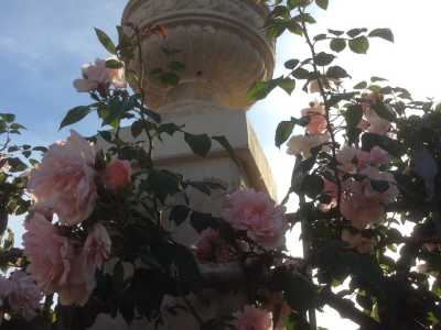 Dietro la colonna d'ingresso si possono ammirare rose bianche
